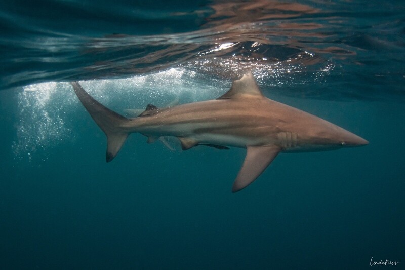 The Blacktip