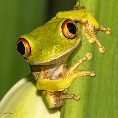 Forest Tree Frog