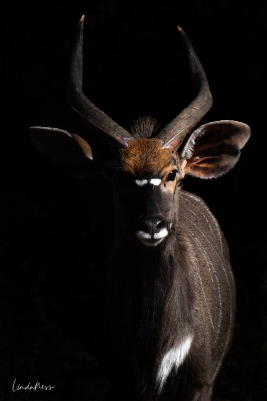 Mr Nyala