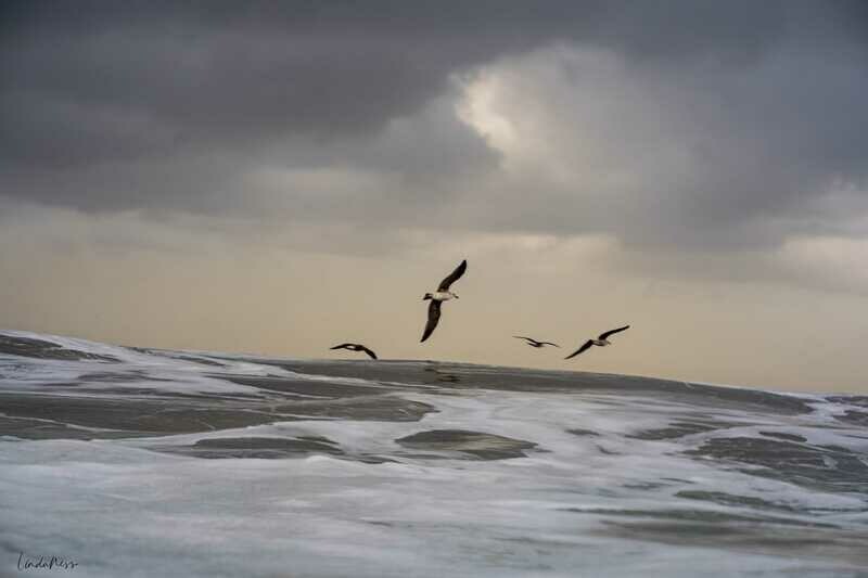 Skim