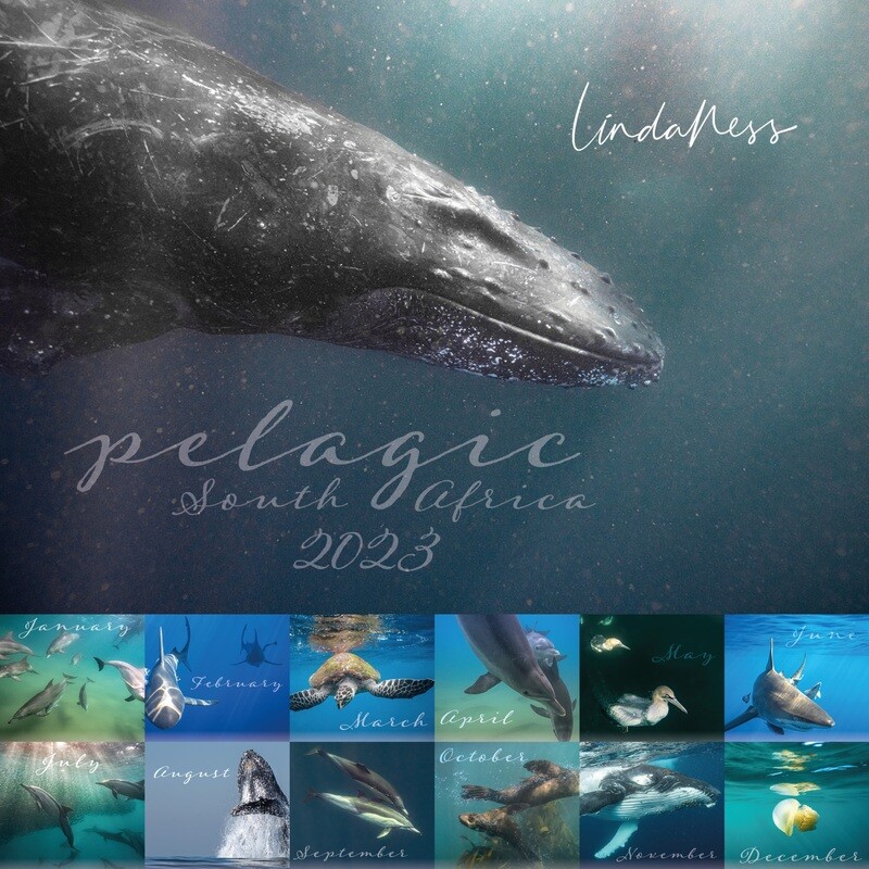 Pelagic South Africa 2023