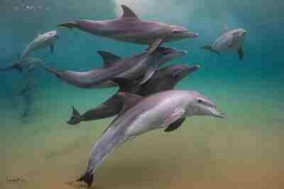 Pelagic