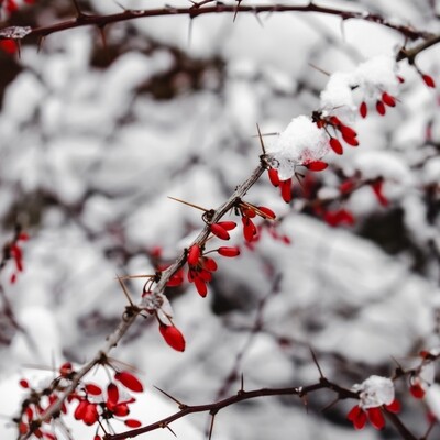 Berry