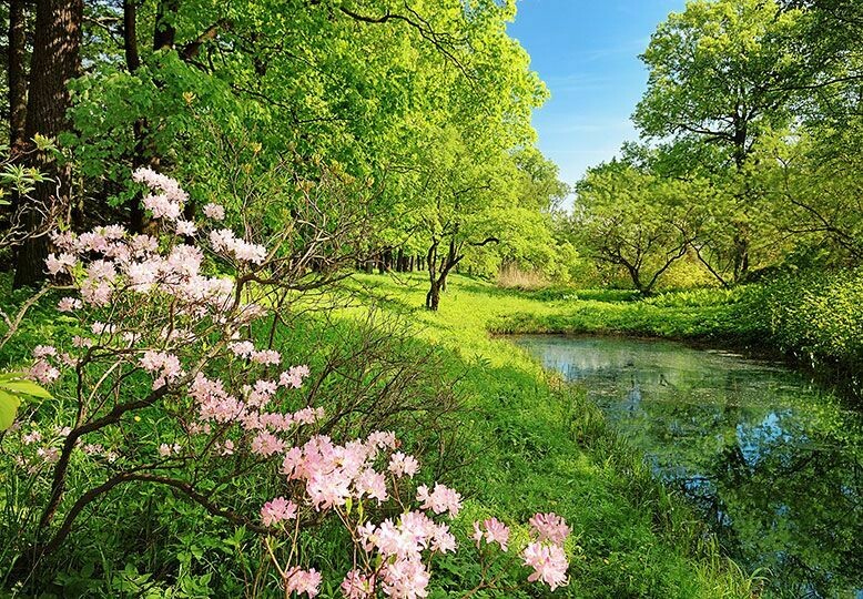 Park In The Spring Wall Mural