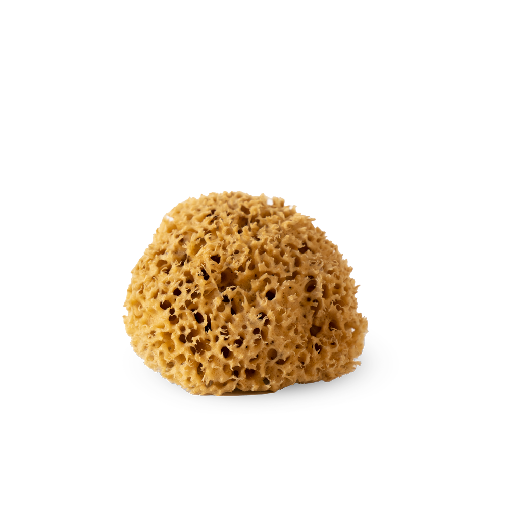 Marine Sponge for Deco and Paint Application