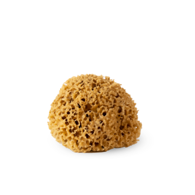 Marine Sponge for Deco and Paint Application