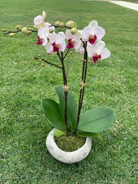 Petit Orchid Blossom Petit Orchid Blossom