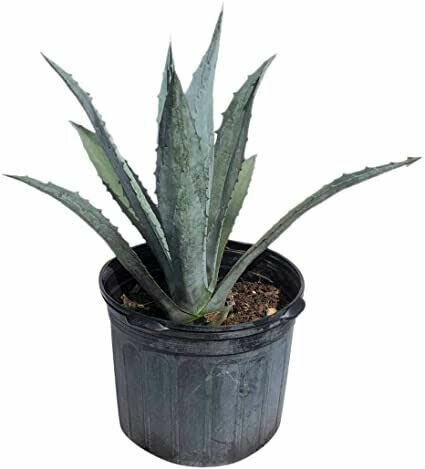 Blue Agave Blue Agave