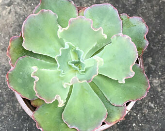 Echeveria Ruffles Echeveria Ruffles