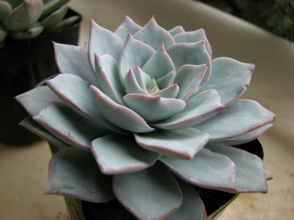 Echeveria Peacock Echeveria Peacock