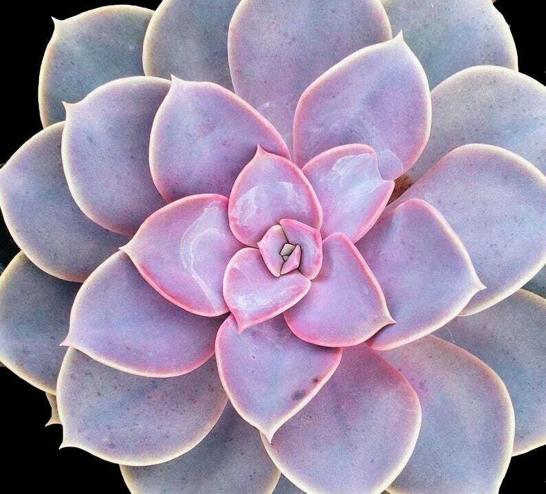 Echeveria Nurnberg Echeveria Nurnberg