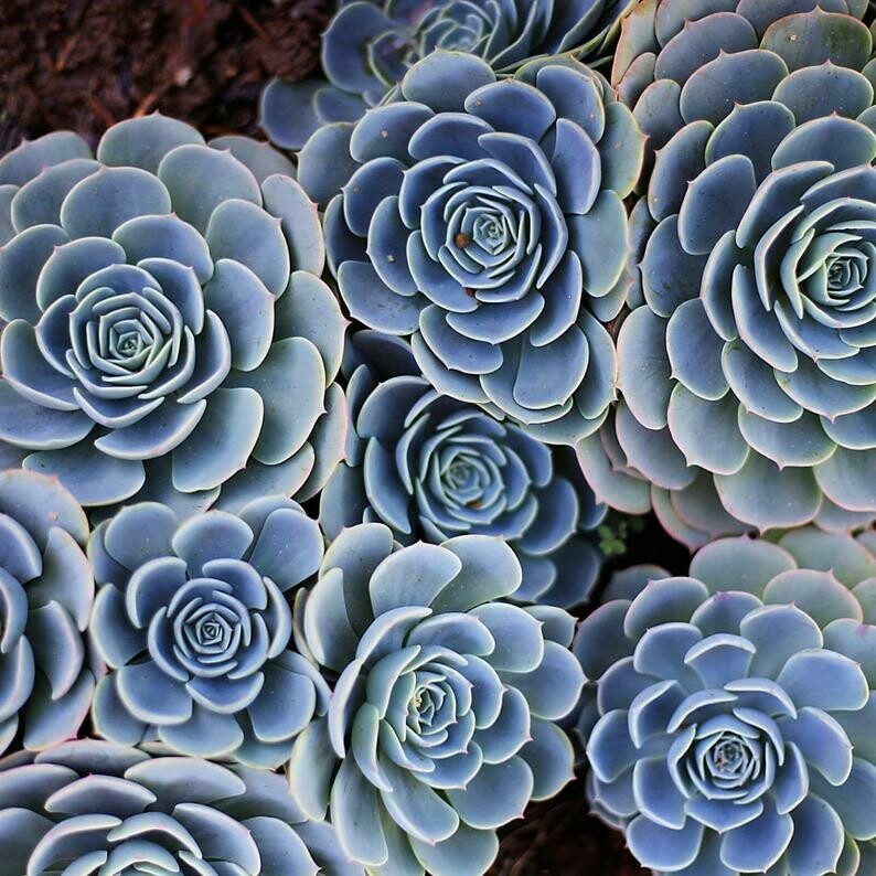 Echeveria Blue Rose Echeveria Blue Rose