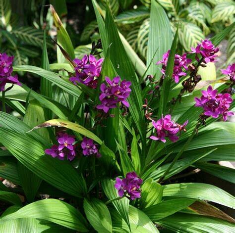 Ground Orchid Ground Orchid