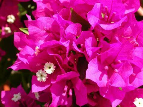 Bougainvillea - Miami Pink Bougainvillea - Miami Pink