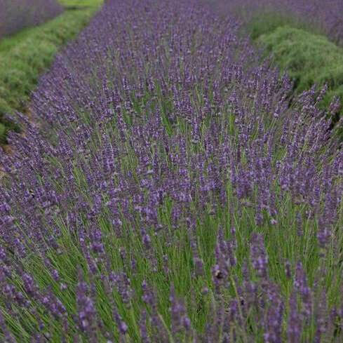 FL Hybrid Lavender 1GAL FL Hybrid Lavender 1GAL