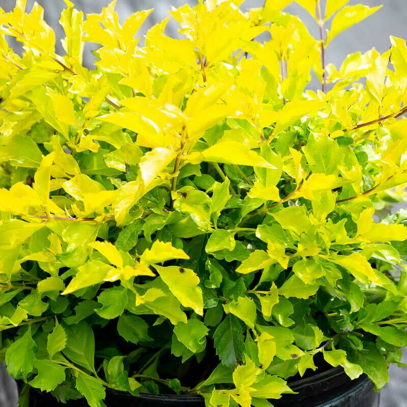3 gal Gold Mound 3 gal Gold Mound