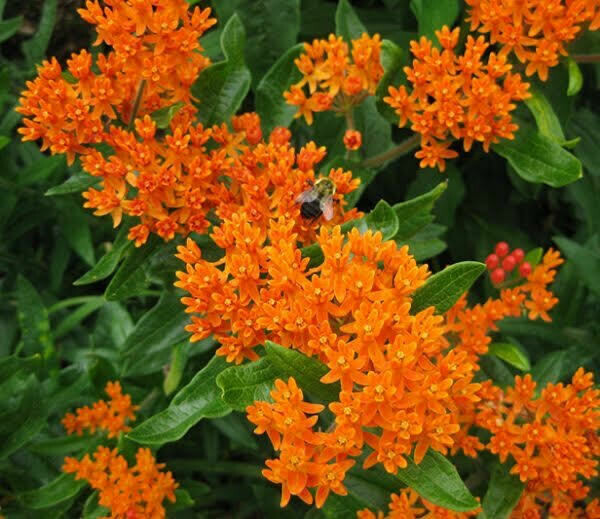 3 gal Standard Milkweed 3 gal Standard Milkweed