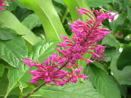 3 gal Purple Fire Spike 3 gal Purple Fire Spike