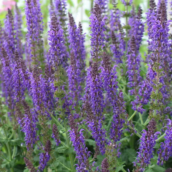 3 GAL Purple Salvia 3 GAL Purple Salvia