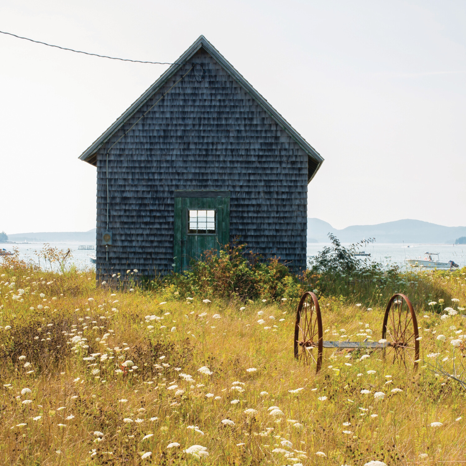 Island Flower Field
