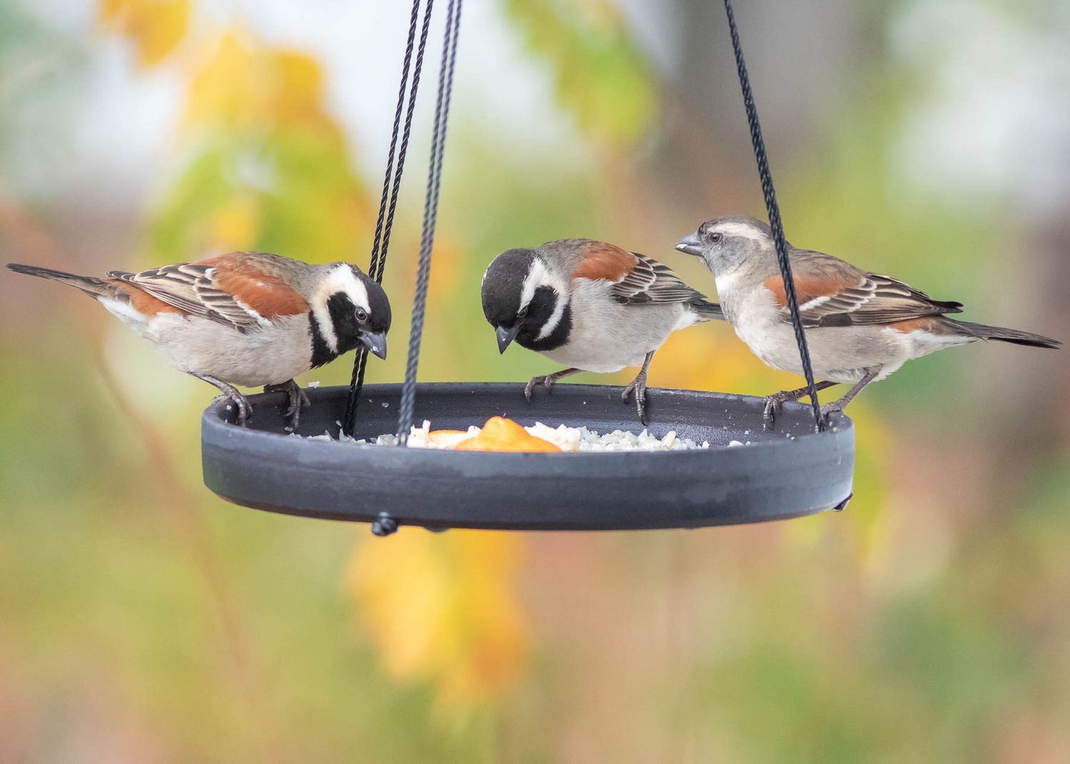 Bird Table - Hanging - Sml