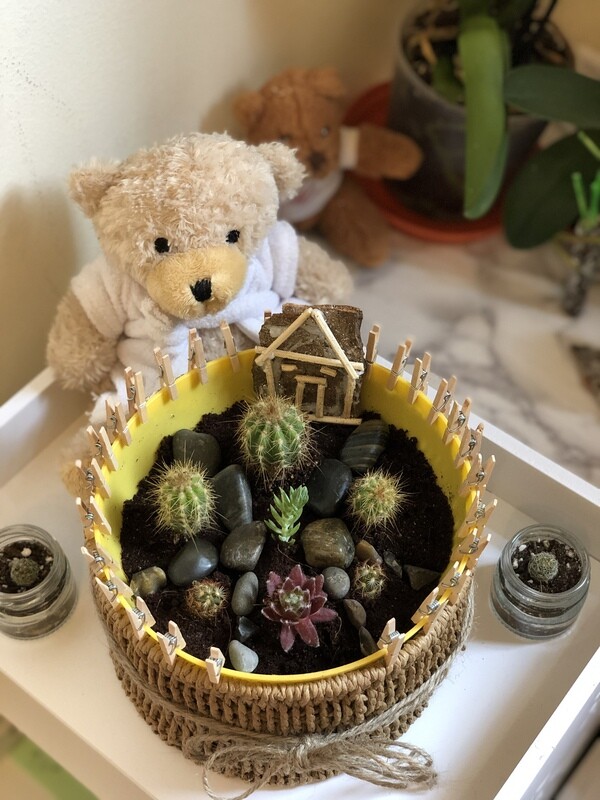 Succulents and cacti display