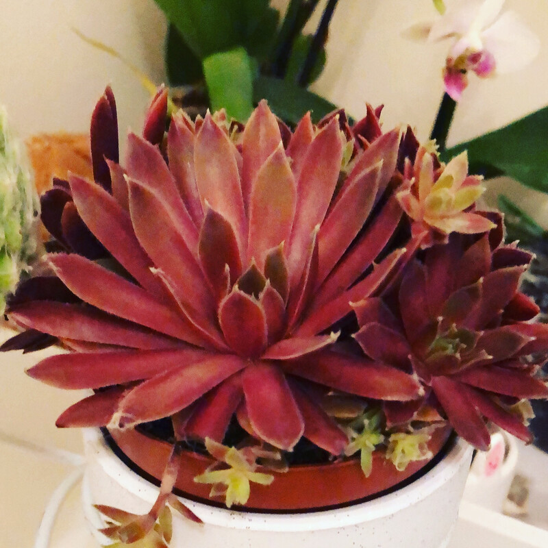 Succulents Cuttings 10 From These ⬆️🌱❤️⬆️