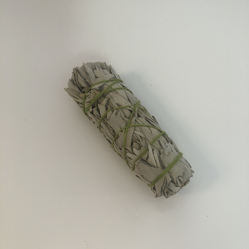 White sage 10 cm