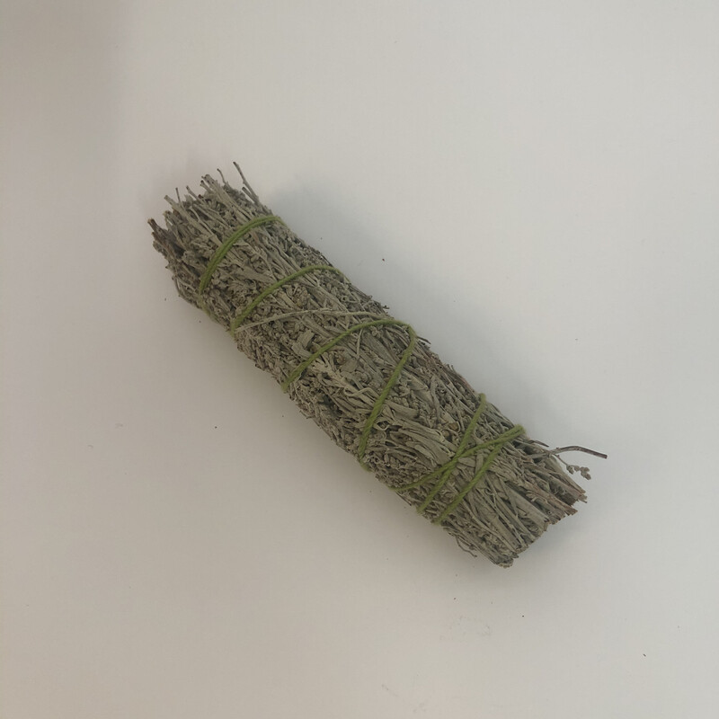 Blue sage 10 cm