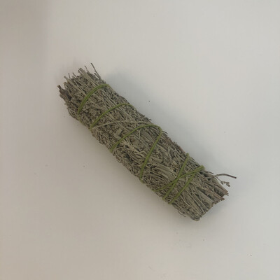 Blue sage 10 cm