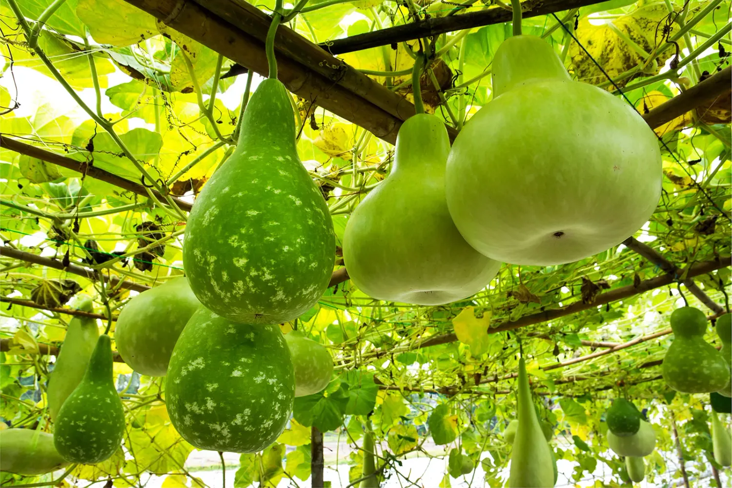 Bottle Gourd (Pani Lau)