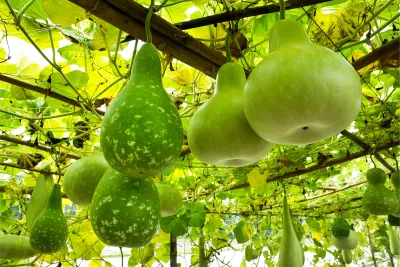 Bottle Gourd (Pani Lau)