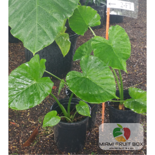 Three (3) x 2 Feet Florida Alocasia Odora Elephant Ears Plant USA Seller Miami Florida Free Shipping