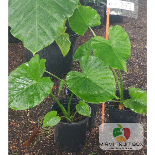 Alocasia Plant Box