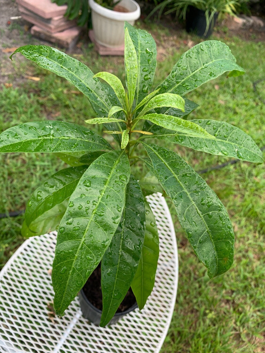 Canistel (Pouteria Campechiana) Live Fruit Plant Tree Eggfruit Yellow Sapote Miami Free Shipping