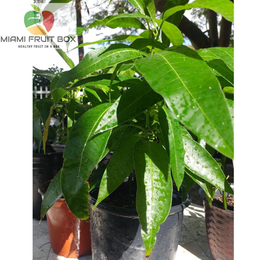 Mango Live Fruit Plant Tree Seedling