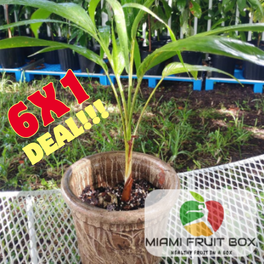 6 X 12&#39;&#39;-24&#39;&#39; Size Tropical Christmas Palms Plant Tree USA Seller Miami Adonidia Merrilliin