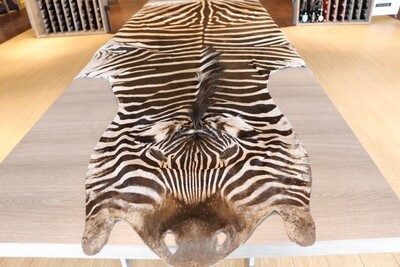 Out of Afrika : Zebra
