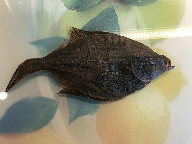 Fischer Daiki's OLLE FLUNDER