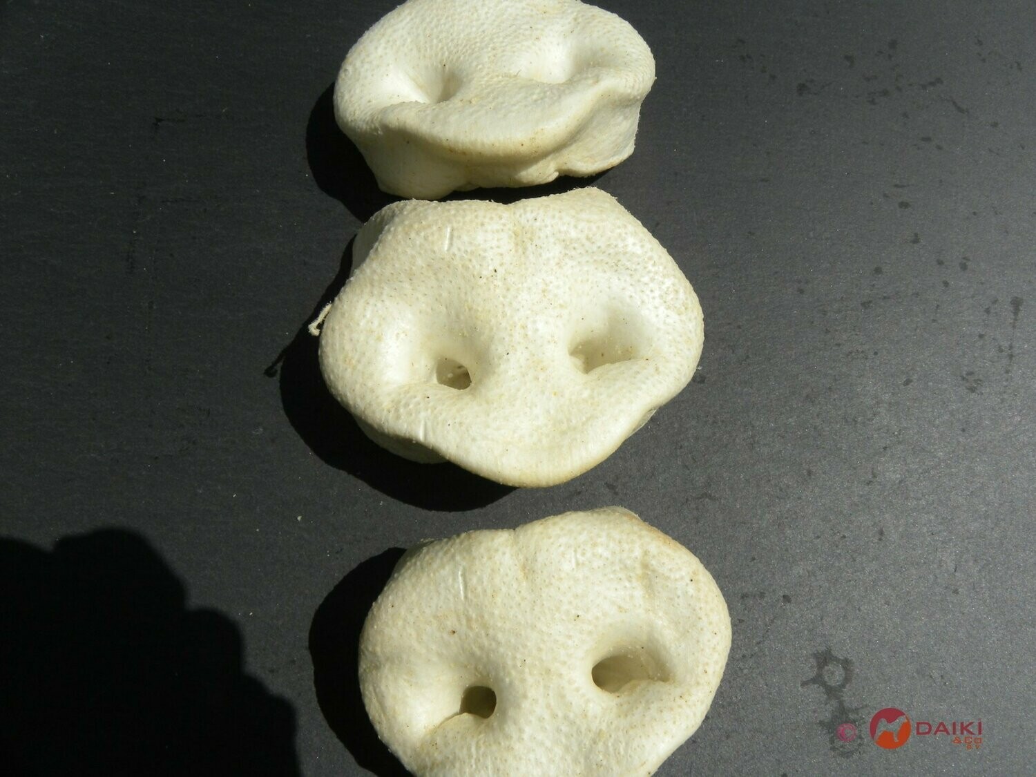3 Schweinenasen