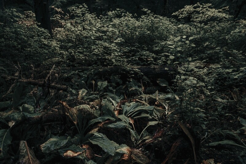 "forest" fine art photographic print