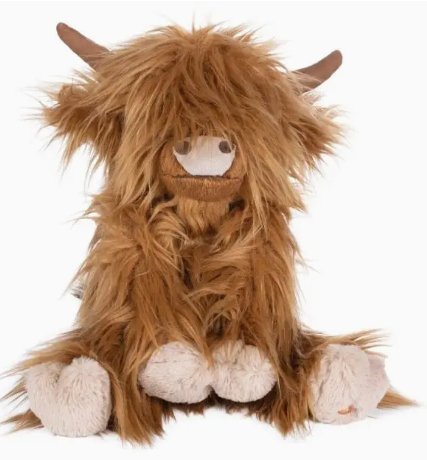 Highland cow Gordon