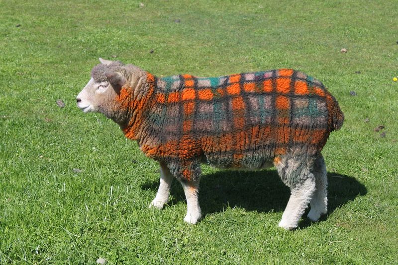 RESDA Scottish Games Entry - One Course