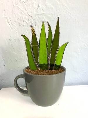 Lime Flat Aloe in Grey Mug