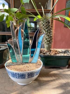 Blue Flat Aloe in Japanese Bowl