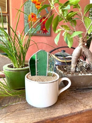 Flat Cactus in Silver Rimmed Cup