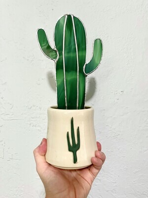 Saguaro in Crooked Tree Cup