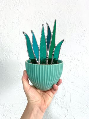 Teal Flat Aloe