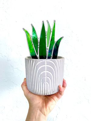 Green/Blue Flat Aloe