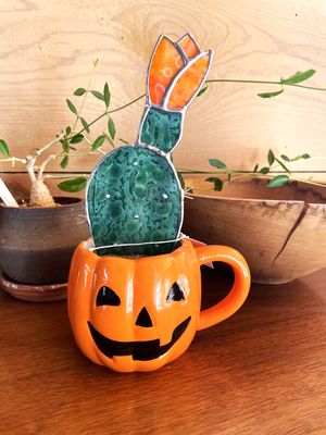 Jack O'Lantern Blooming Prickly Pear